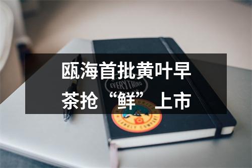 瓯海首批黄叶早茶抢“鲜”上市
