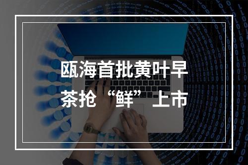 瓯海首批黄叶早茶抢“鲜”上市