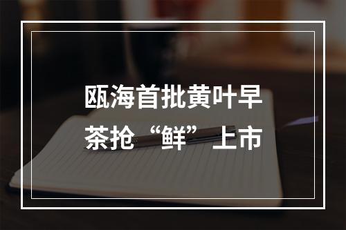 瓯海首批黄叶早茶抢“鲜”上市