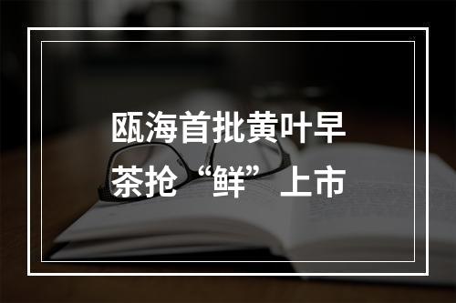 瓯海首批黄叶早茶抢“鲜”上市