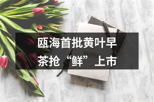 瓯海首批黄叶早茶抢“鲜”上市