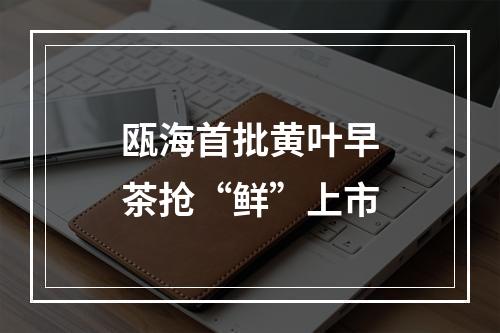 瓯海首批黄叶早茶抢“鲜”上市