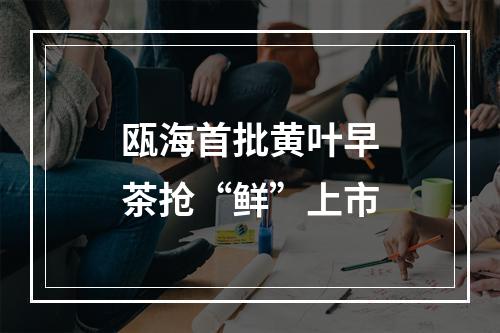 瓯海首批黄叶早茶抢“鲜”上市