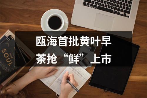 瓯海首批黄叶早茶抢“鲜”上市