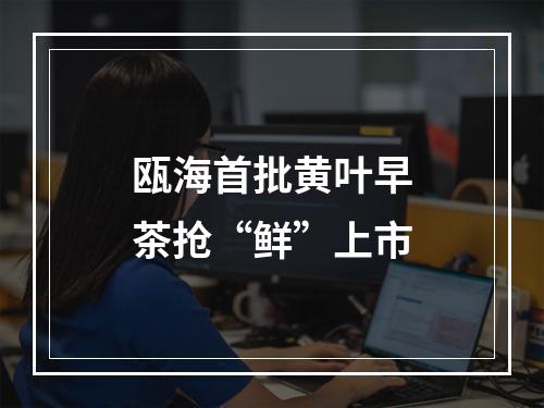 瓯海首批黄叶早茶抢“鲜”上市