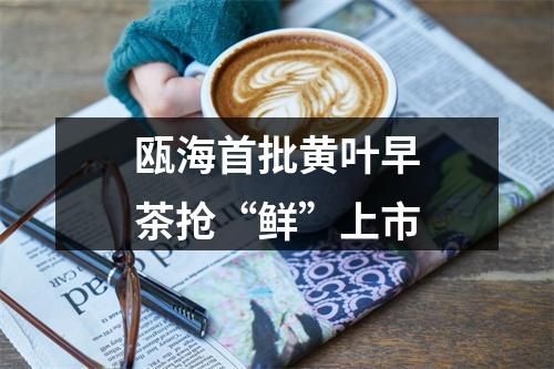 瓯海首批黄叶早茶抢“鲜”上市