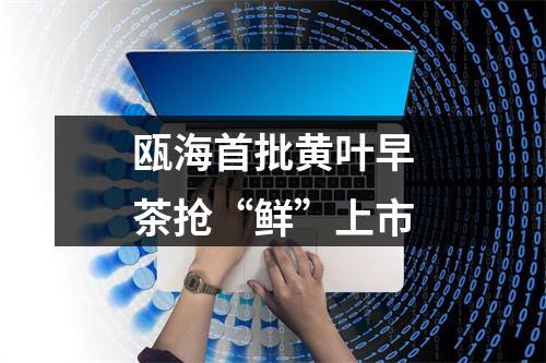 瓯海首批黄叶早茶抢“鲜”上市