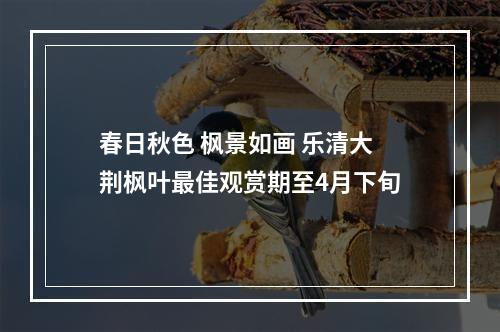 春日秋色 枫景如画 乐清大荆枫叶最佳观赏期至4月下旬