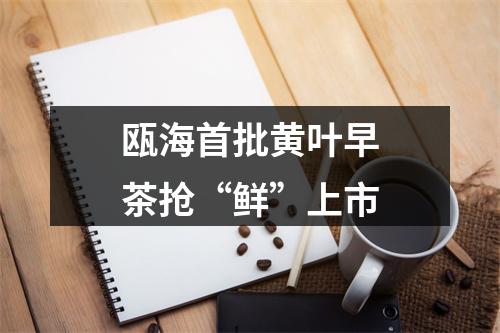 瓯海首批黄叶早茶抢“鲜”上市
