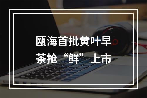 瓯海首批黄叶早茶抢“鲜”上市
