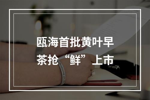 瓯海首批黄叶早茶抢“鲜”上市