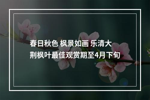 春日秋色 枫景如画 乐清大荆枫叶最佳观赏期至4月下旬