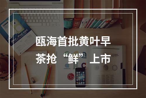 瓯海首批黄叶早茶抢“鲜”上市