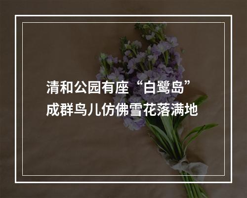 清和公园有座“白鹭岛” 成群鸟儿仿佛雪花落满地