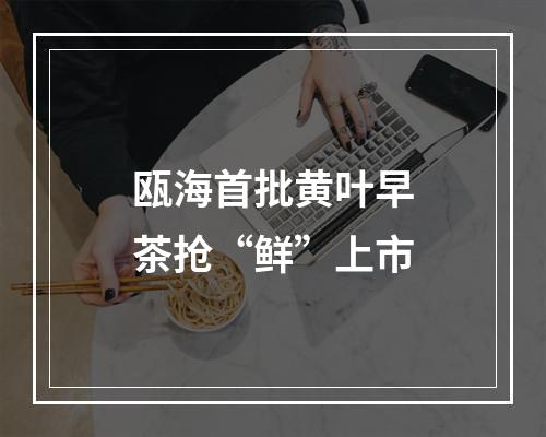 瓯海首批黄叶早茶抢“鲜”上市