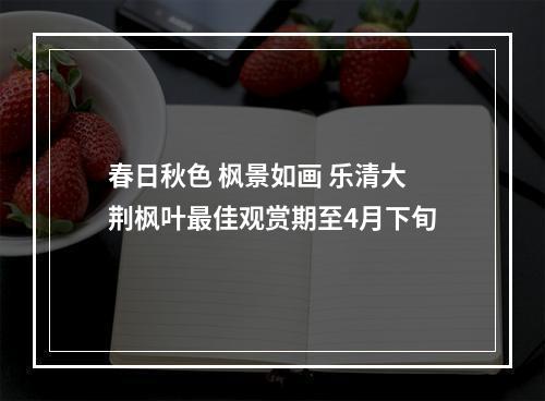 春日秋色 枫景如画 乐清大荆枫叶最佳观赏期至4月下旬