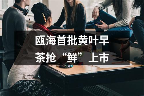 瓯海首批黄叶早茶抢“鲜”上市