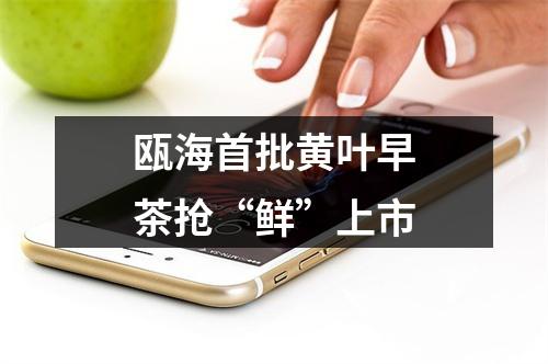 瓯海首批黄叶早茶抢“鲜”上市