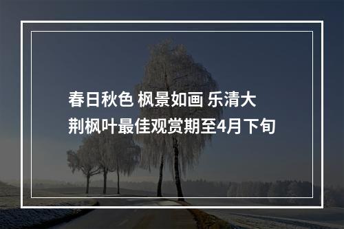 春日秋色 枫景如画 乐清大荆枫叶最佳观赏期至4月下旬