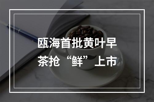 瓯海首批黄叶早茶抢“鲜”上市