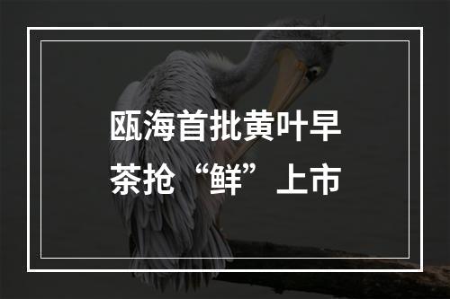 瓯海首批黄叶早茶抢“鲜”上市