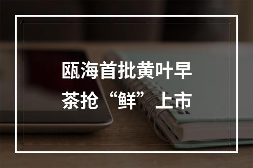 瓯海首批黄叶早茶抢“鲜”上市