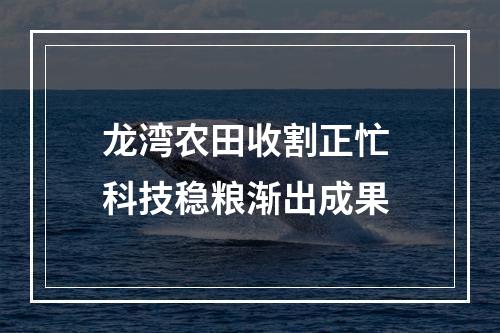 龙湾农田收割正忙 科技稳粮渐出成果