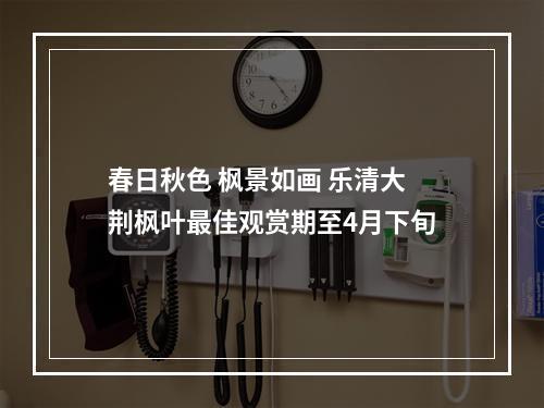 春日秋色 枫景如画 乐清大荆枫叶最佳观赏期至4月下旬