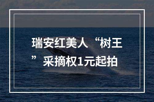 瑞安红美人“树王”采摘权1元起拍