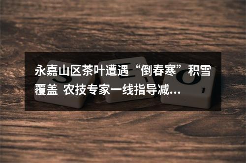 永嘉山区茶叶遭遇“倒春寒”积雪覆盖  农技专家一线指导减灾