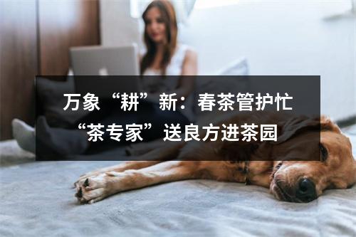 万象“耕”新：春茶管护忙 “茶专家”送良方进茶园
