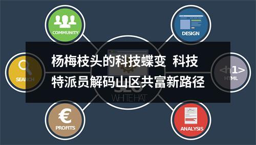 杨梅枝头的科技蝶变  科技特派员解码山区共富新路径