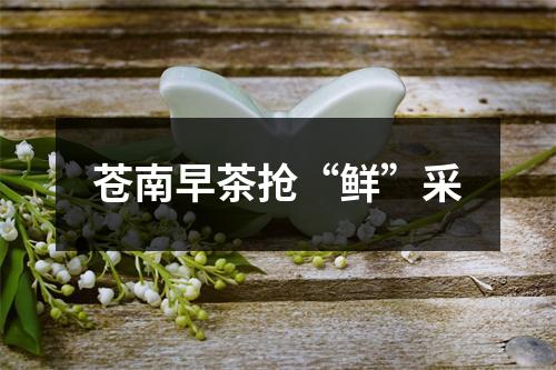 苍南早茶抢“鲜”采