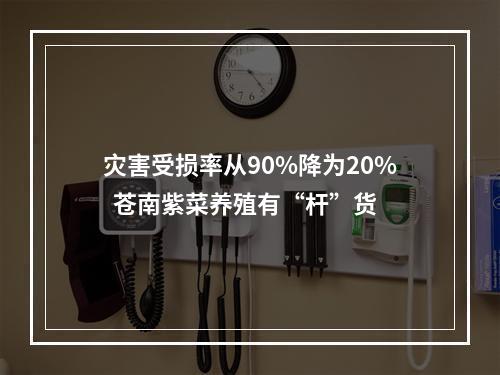 灾害受损率从90%降为20%  苍南紫菜养殖有“杆”货