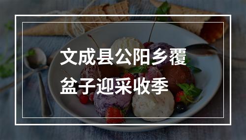 文成县公阳乡覆盆子迎采收季