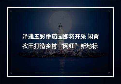 泽雅五彩番茄园即将开采 闲置农田打造乡村“网红”新地标
