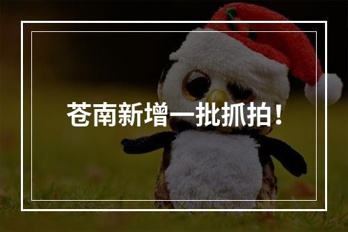 苍南新增一批抓拍！