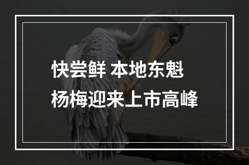 快尝鲜 本地东魁杨梅迎来上市高峰