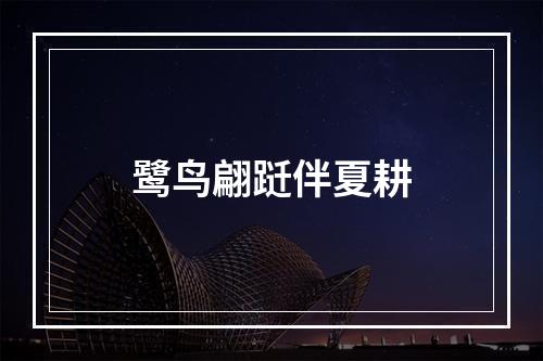 鹭鸟翩跹伴夏耕
