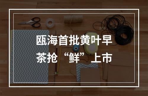 瓯海首批黄叶早茶抢“鲜”上市