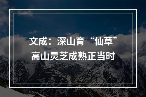 文成：深山育“仙草” 高山灵芝成熟正当时