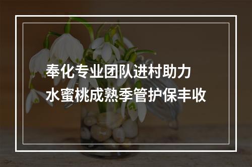 奉化专业团队进村助力 水蜜桃成熟季管护保丰收