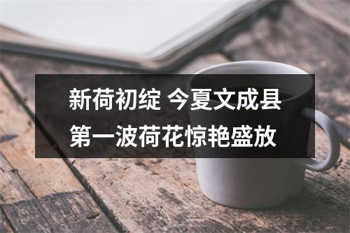 新荷初绽 今夏文成县第一波荷花惊艳盛放