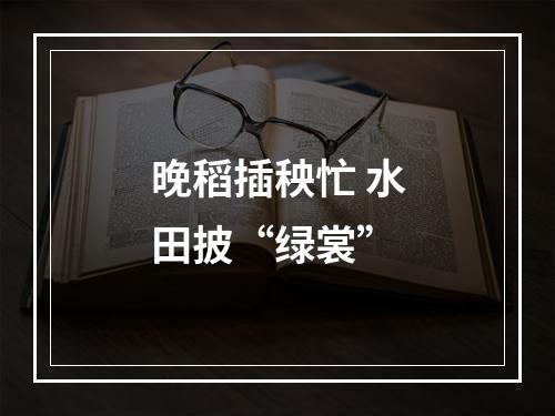 晚稻插秧忙 水田披“绿裳”