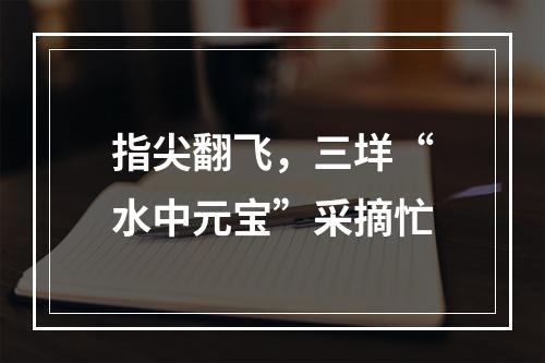 指尖翻飞，三垟“水中元宝”采摘忙