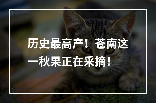 历史最高产！苍南这一秋果正在采摘！