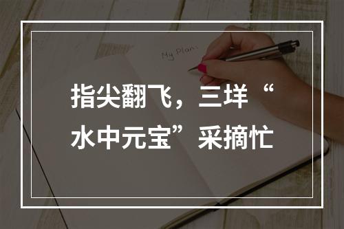指尖翻飞，三垟“水中元宝”采摘忙