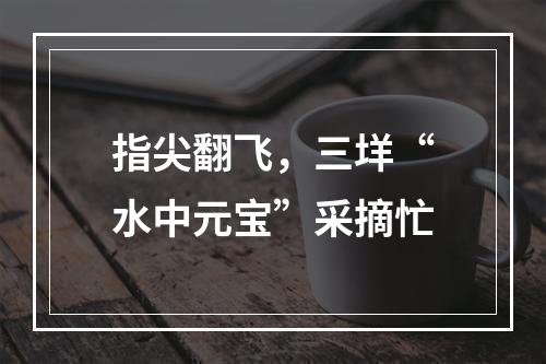 指尖翻飞，三垟“水中元宝”采摘忙