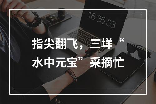 指尖翻飞，三垟“水中元宝”采摘忙