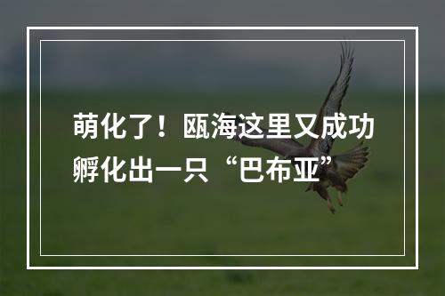萌化了！瓯海这里又成功孵化出一只“巴布亚”